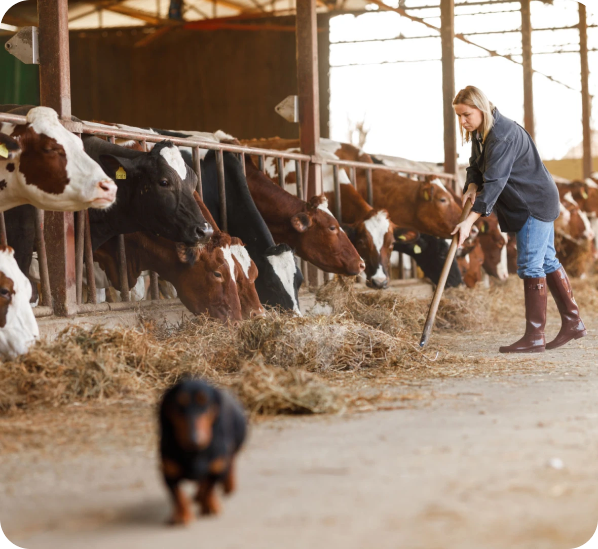 Woman feeding cows with pitchfork