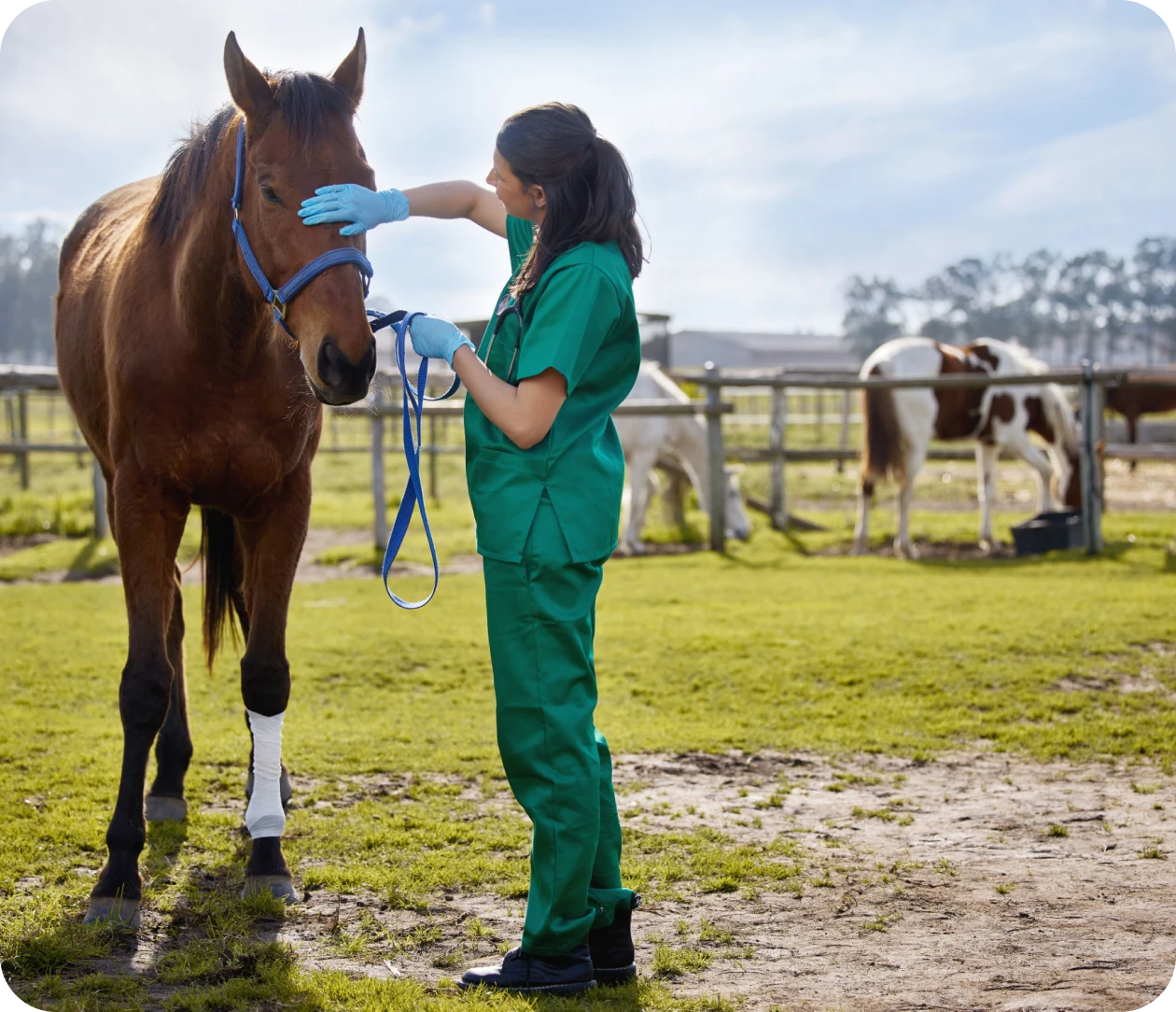 Woman tending to brown horse