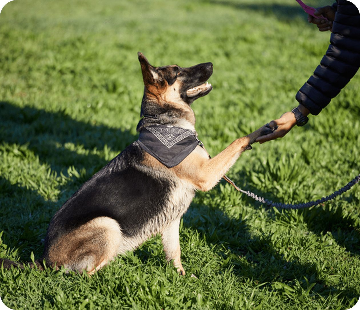 German Shepherd wearing a bandana outdoors