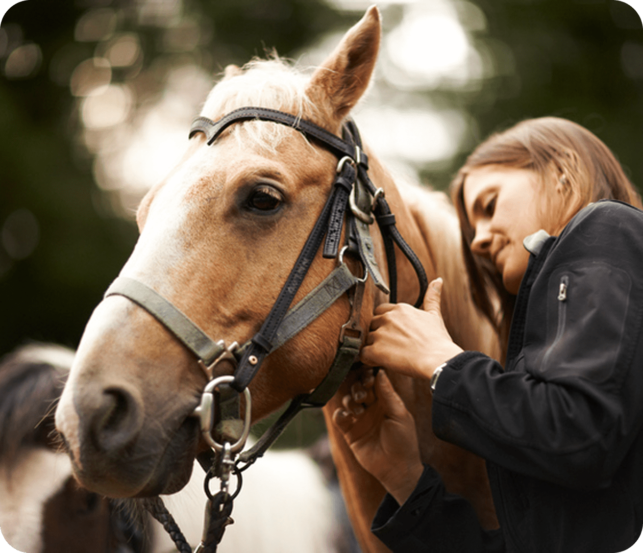 Person adjusting bridle on a horse