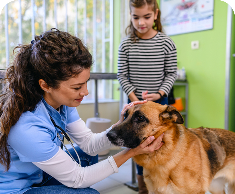 Veterinarian examining German Shepherd dog