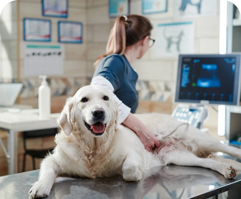Dog getting ultrasound at veterinary clinic