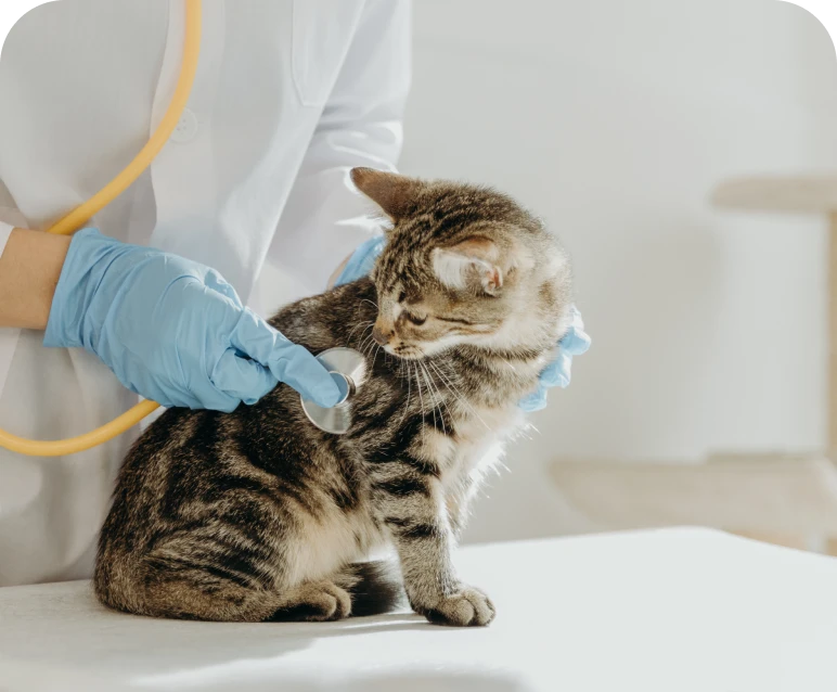 Vet examining a kitten with stethoscope