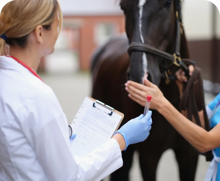 Vet examining horse with clipboard