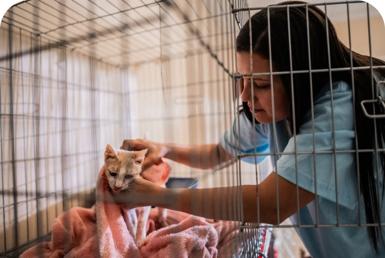 Vet wrapping kitten in blanket