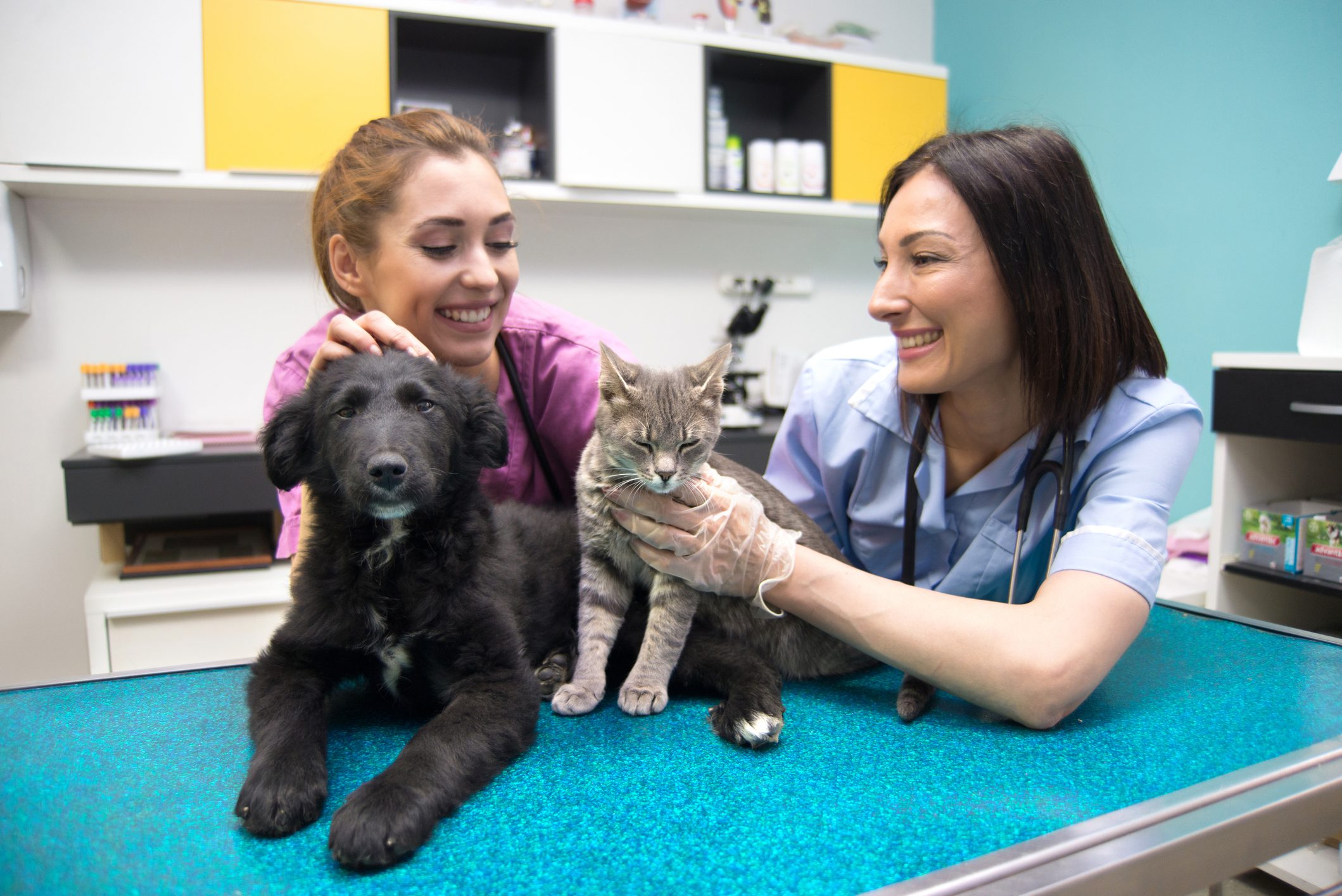 Vets examining cat and dog in animal hospital.