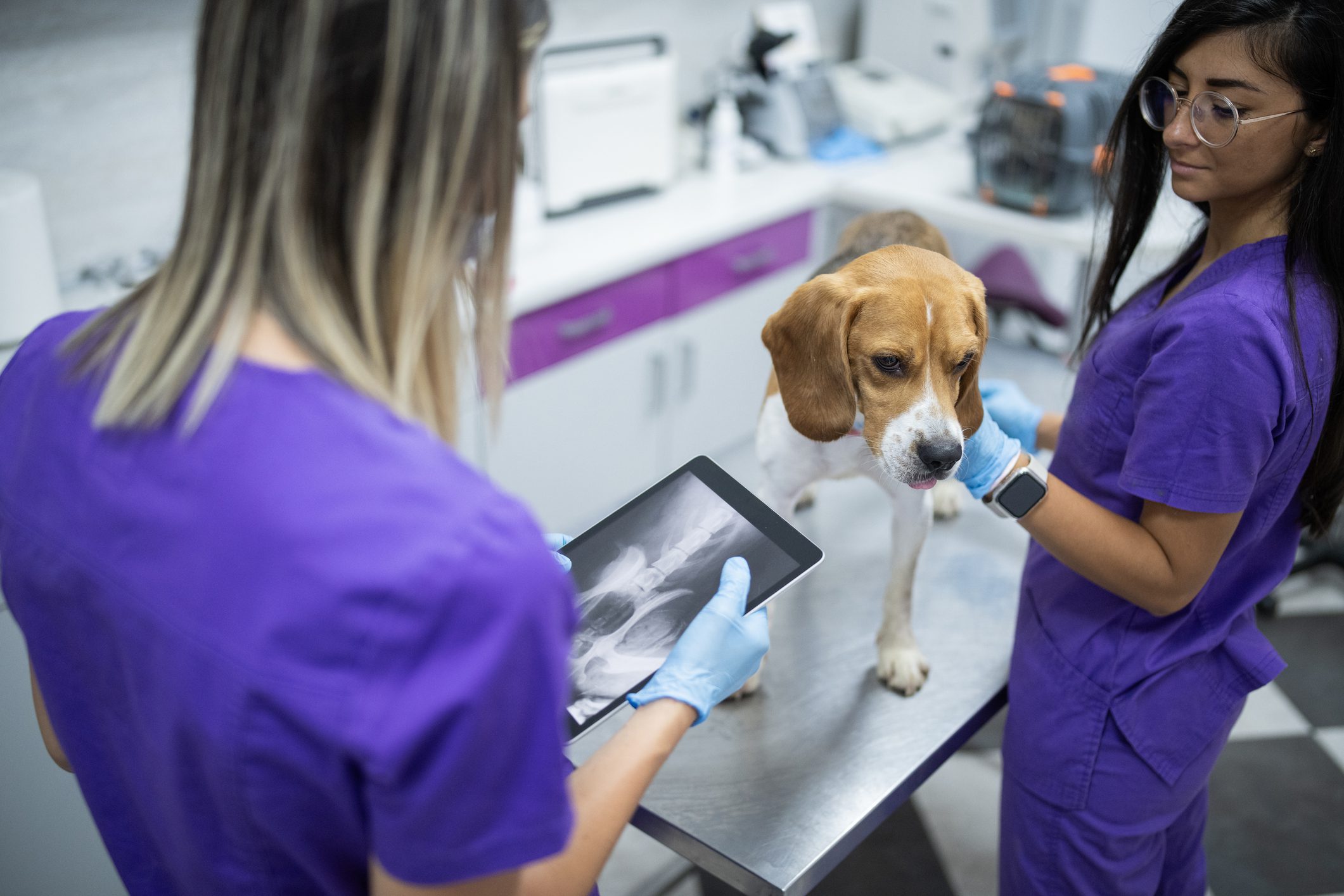 Two experienced female veterinarians examining an x ray image on display of digital tablet.